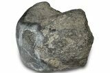 Polished Fossil Dinosaur Bone (Gembone) Section - Wyoming #309407-2